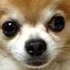 muko1968328