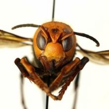 murderedhornet