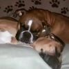myboxerluvmac1