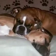 myboxerluvmac1