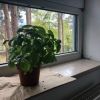namelessbasil