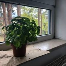 namelessbasil