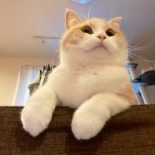 neko.muchamaru