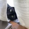 nekochan.luv