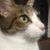 nekocyan.nyaa