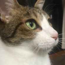 nekocyan.nyaa