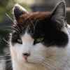 nekotaro.3