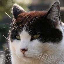 nekotaro.3