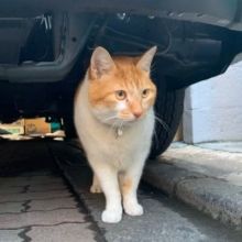 nekotencho2