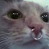 nmndvdv