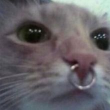 nmndvdv