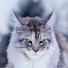 nordcat2