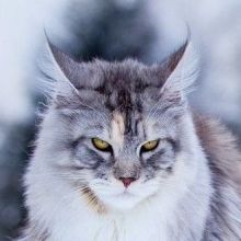 nordcat2