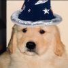 not.dog
