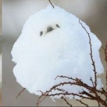 notenkimaman