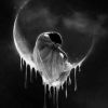 nur.hamza