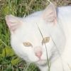 nyau.maomao