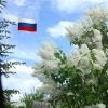 ogladyseva