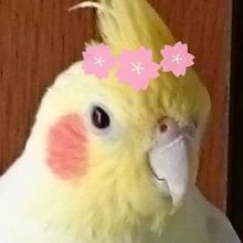 okame2022