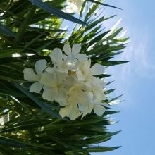 oleander209