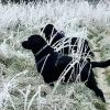 olive.blacklab