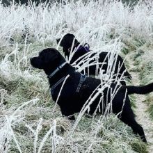 olive.blacklab