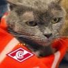 ostapbendercat
