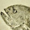 pantabaru