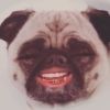 parlaypug