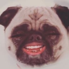 parlaypug
