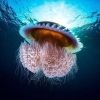 pazyocean