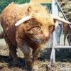 pelusiumcap