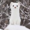 pichan.hokkaido