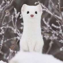 pichan.hokkaido