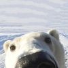 polar.nerd
