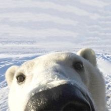polar.nerd