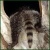 polenota
