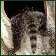 polenota