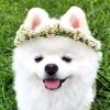 pomeranian2015