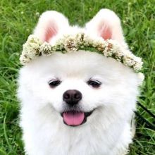 pomeranian2015