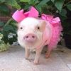 ponky80300582