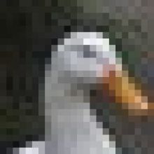 popopo999
