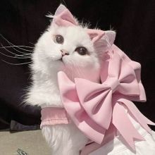 prettycatto