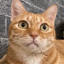 psychocat2022