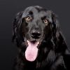 puppiesdoglover