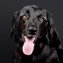 puppiesdoglover