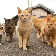 pusslife