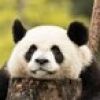 qian8zui
