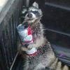 racoon.bandera