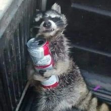 racoon.bandera